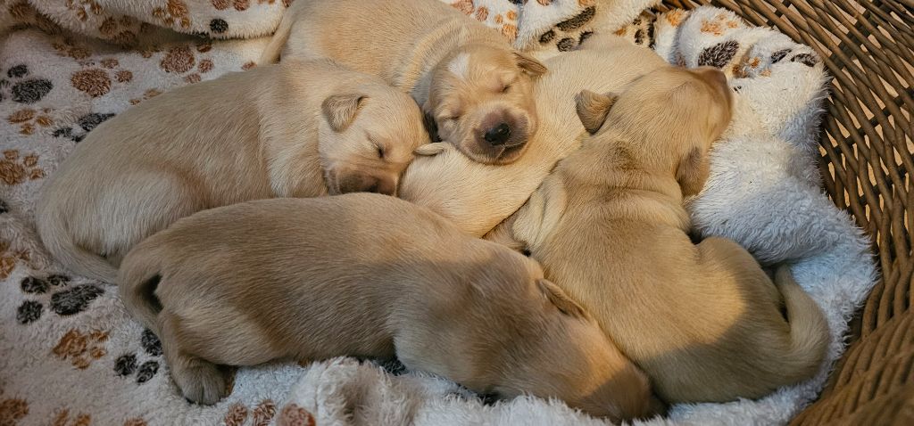 D'Esperanto De Bel Air - Golden Retriever - Portée née le 12/07/2025